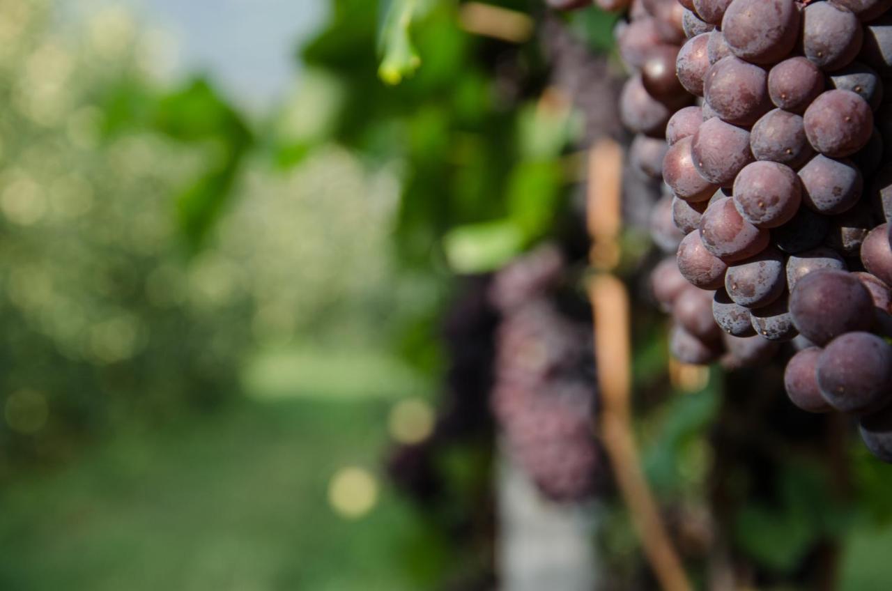 Apartamento Pizzol-Hof Appiano Sulla Strada Del Vino Exterior foto